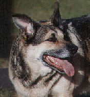 odie