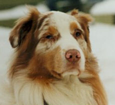unser Freund Red