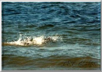 schwimmen